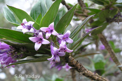 Hedyotis hirsutissima